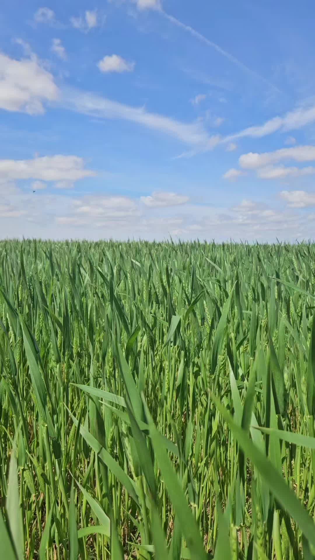 @SmallfarmBigDreams