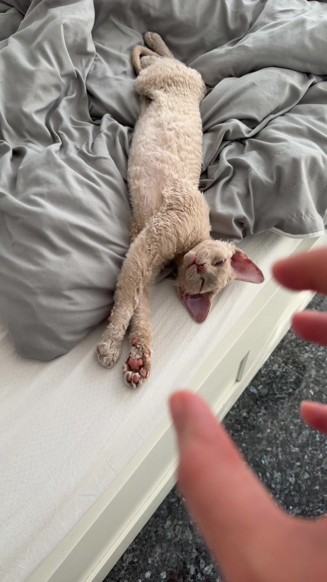 @TugbasCats