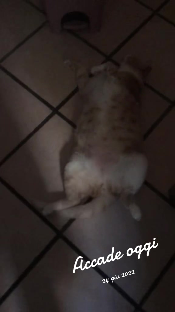 @Lucia and the cats &dog🌈😫