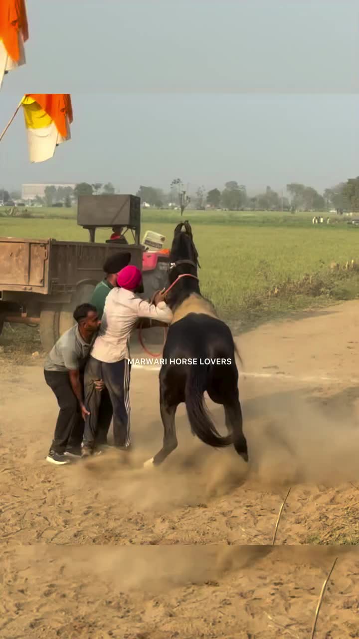 @🏇 MARWARI HORSE RACING 🏇