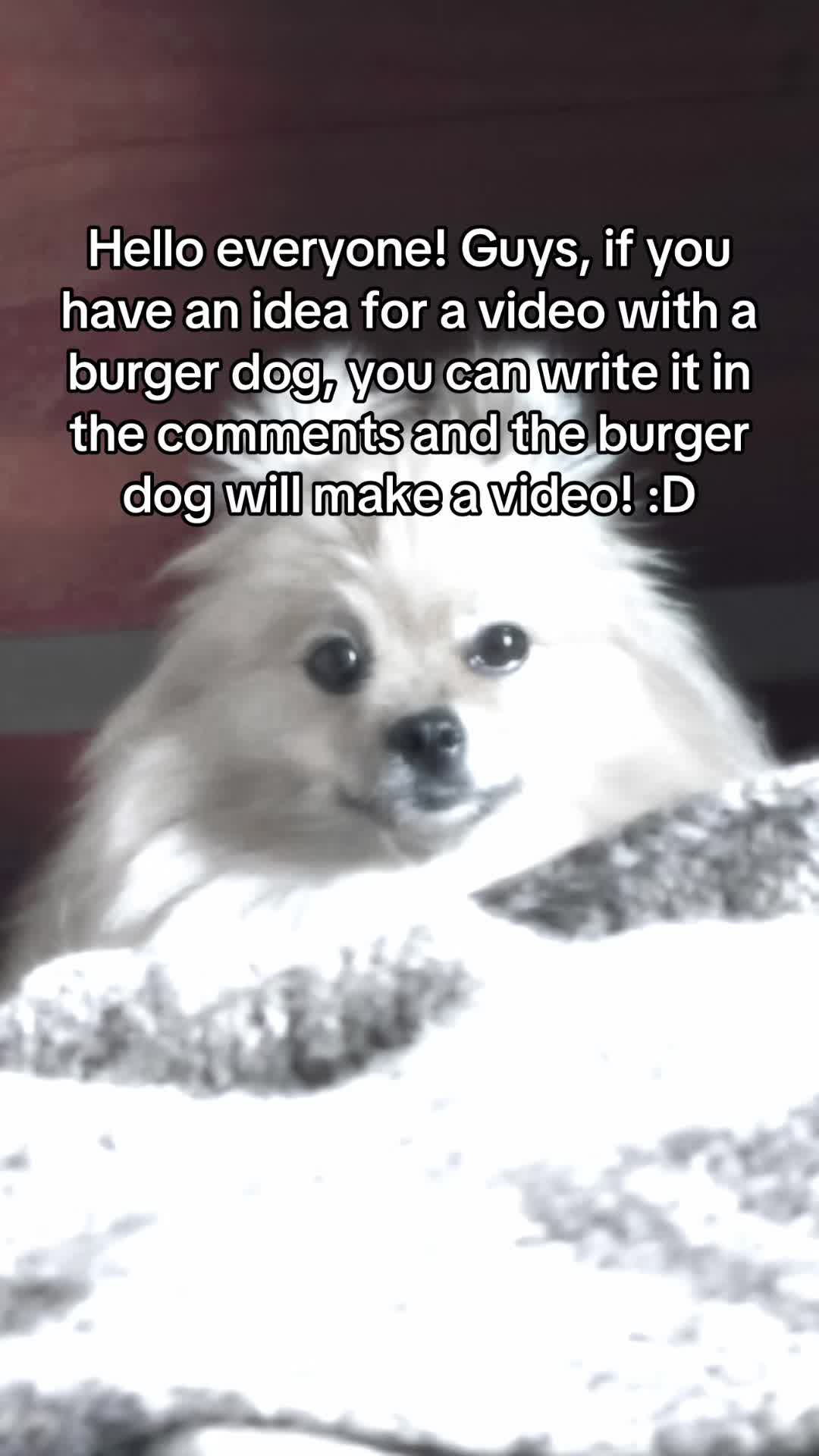 @Burger dog🥶