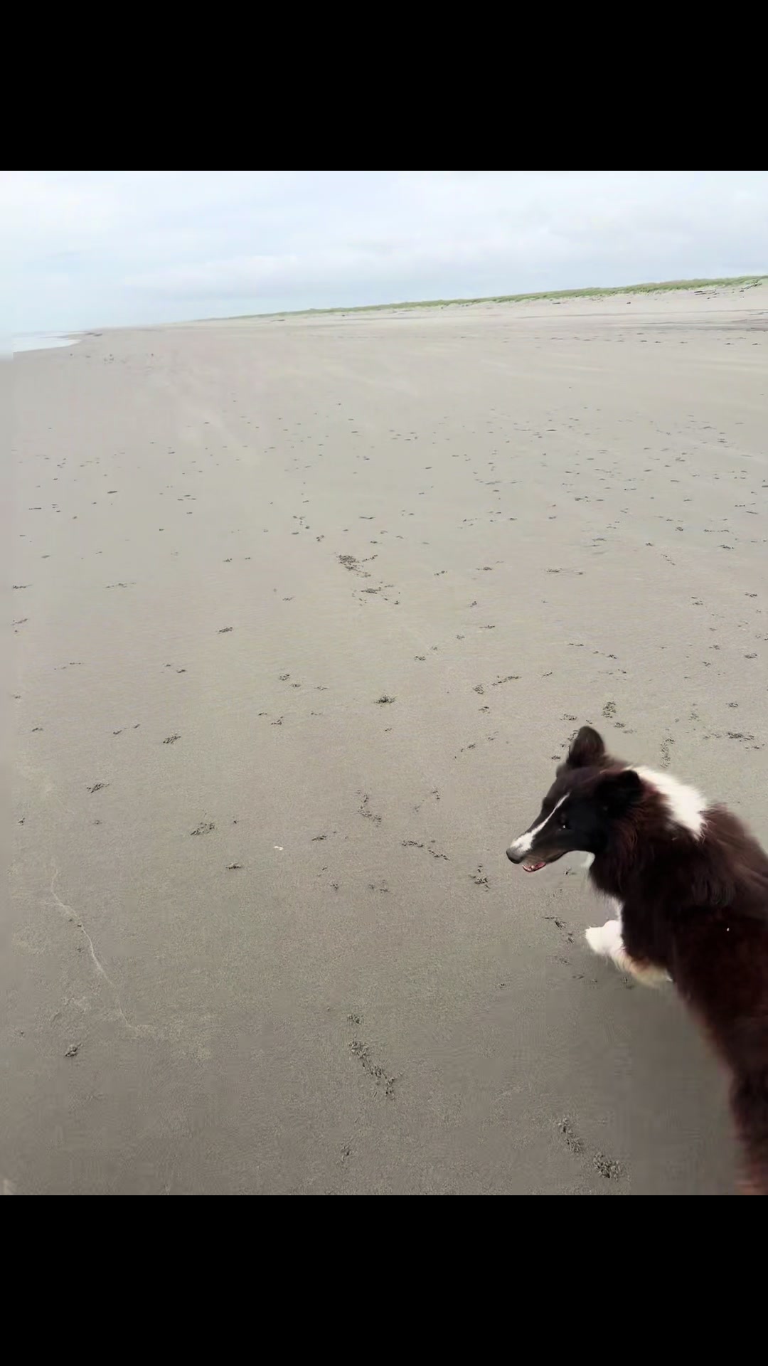 @Heather Discovery Canine Adv.