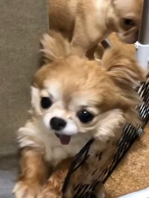 @ichig.8