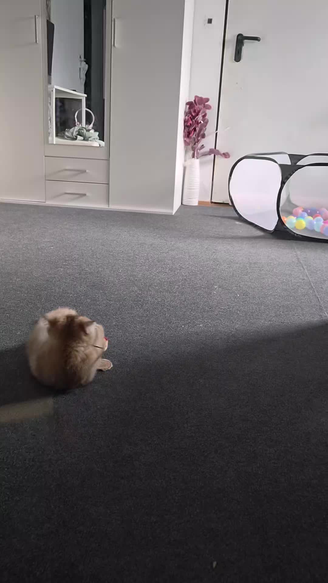 @😽