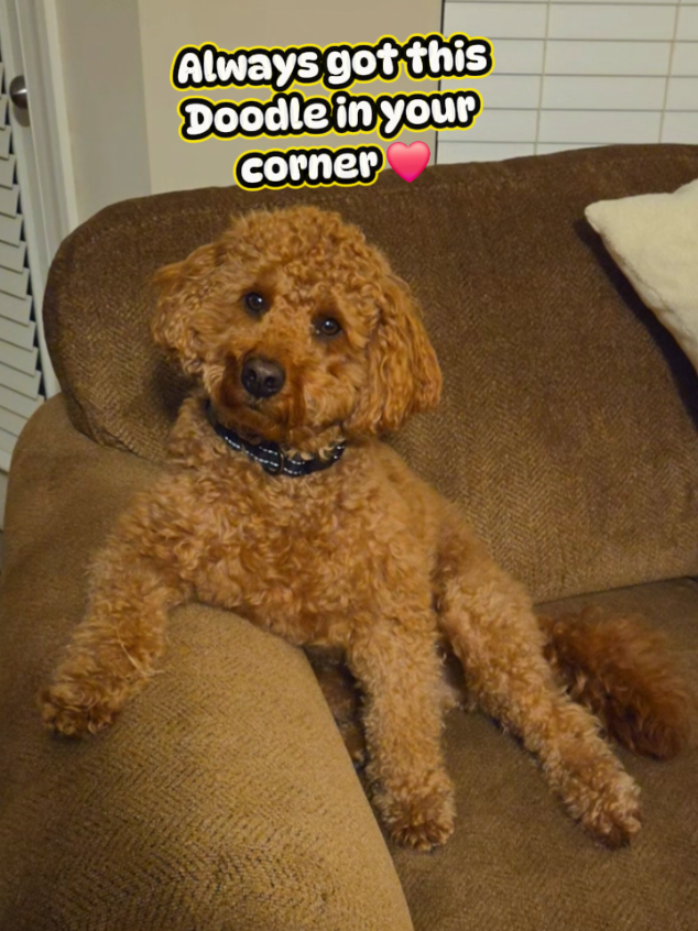 @🐾Dexter Wallen Doodle🐾