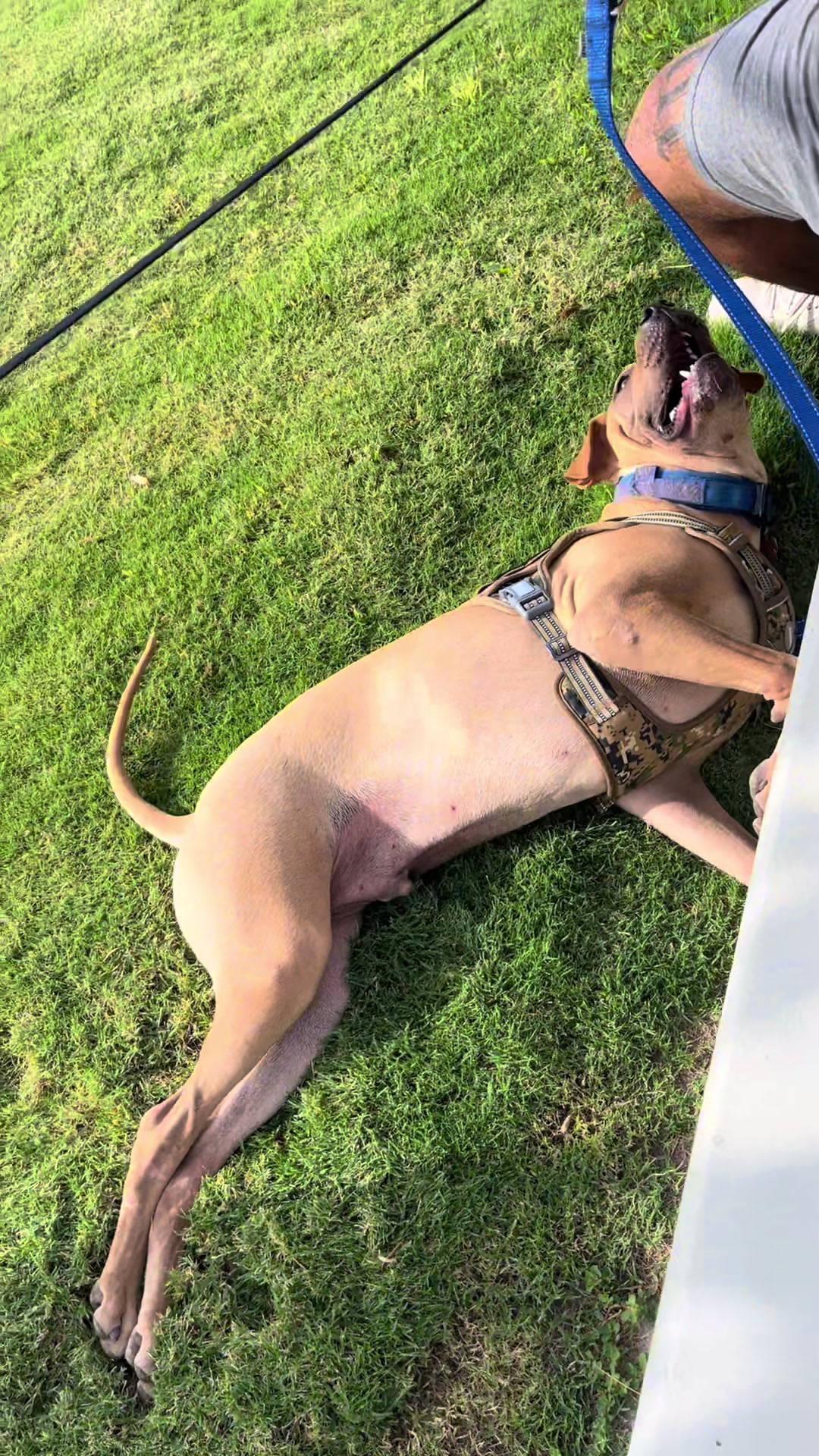 @Bean Bag Boys 🐾🦴