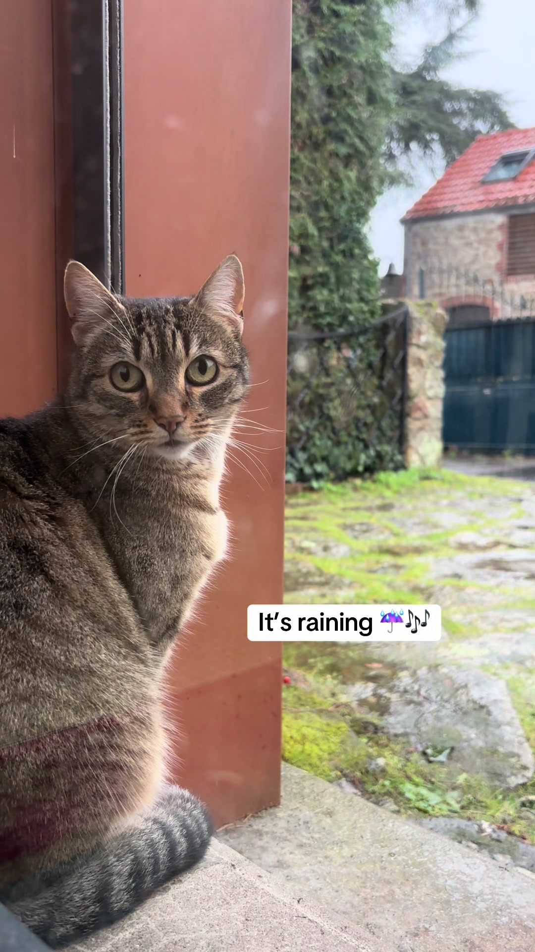 @Bulle la chatte 🐈