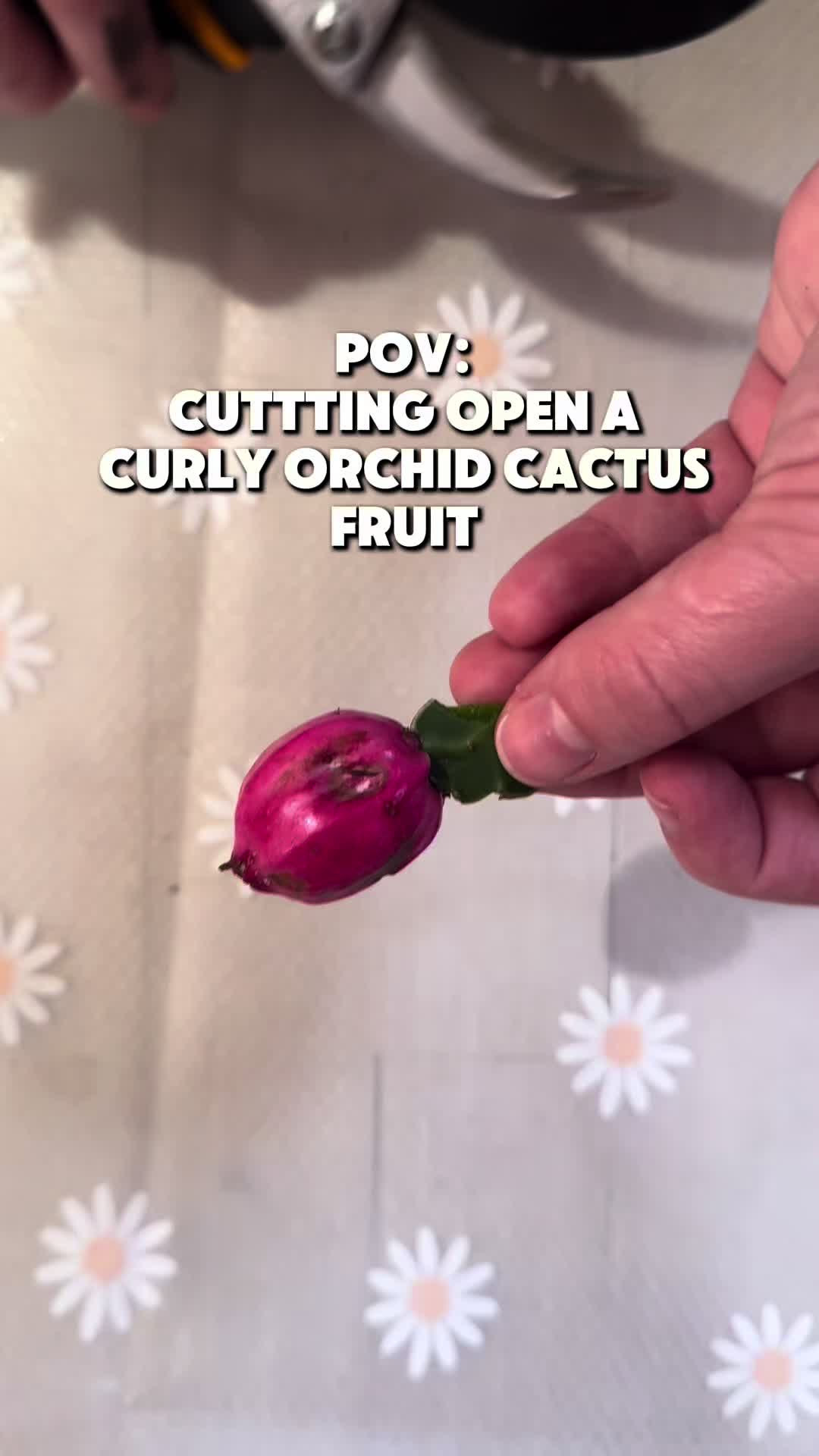 @midwestplantgal