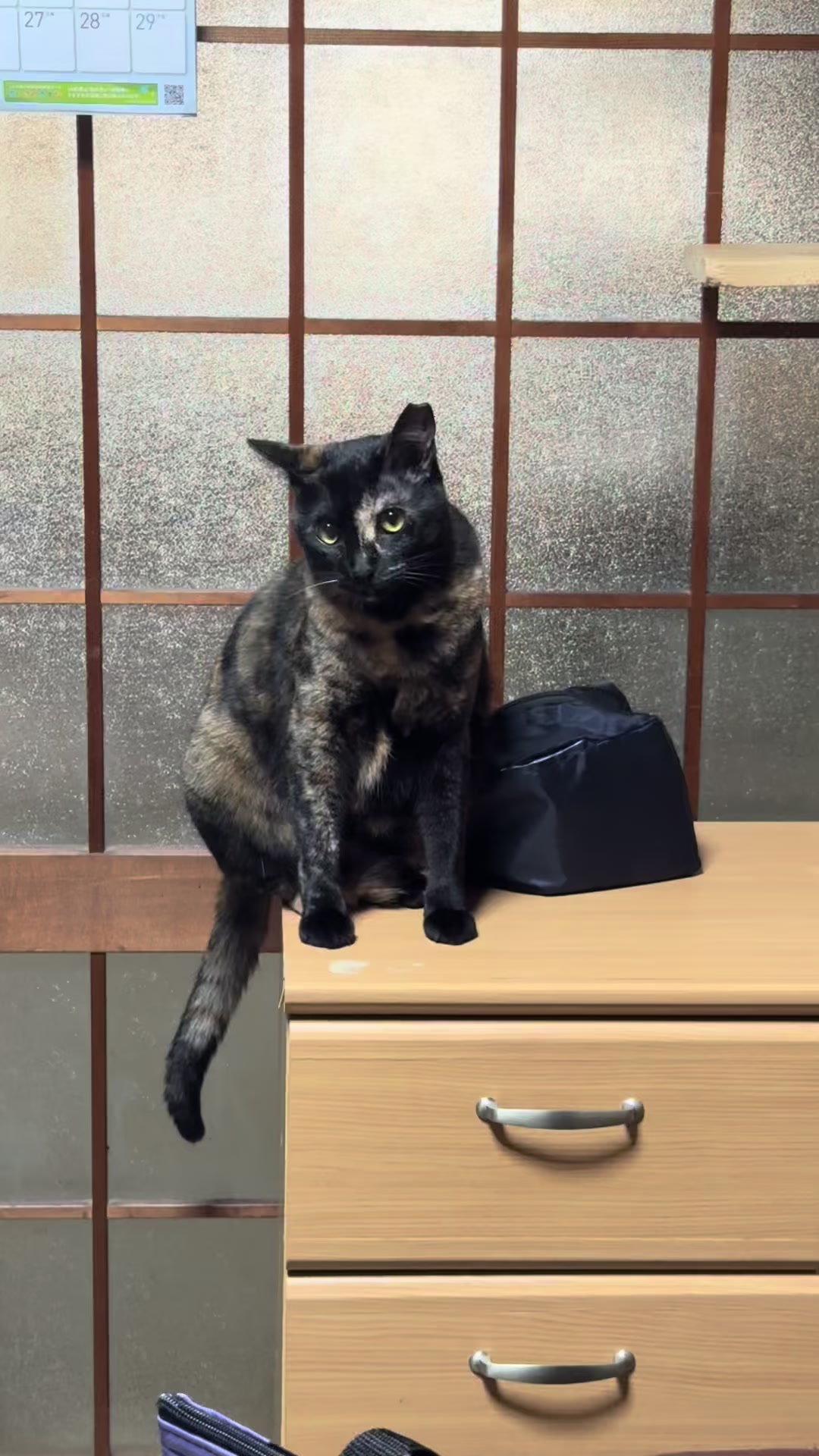 @黒猫兄弟ココピー&カリン