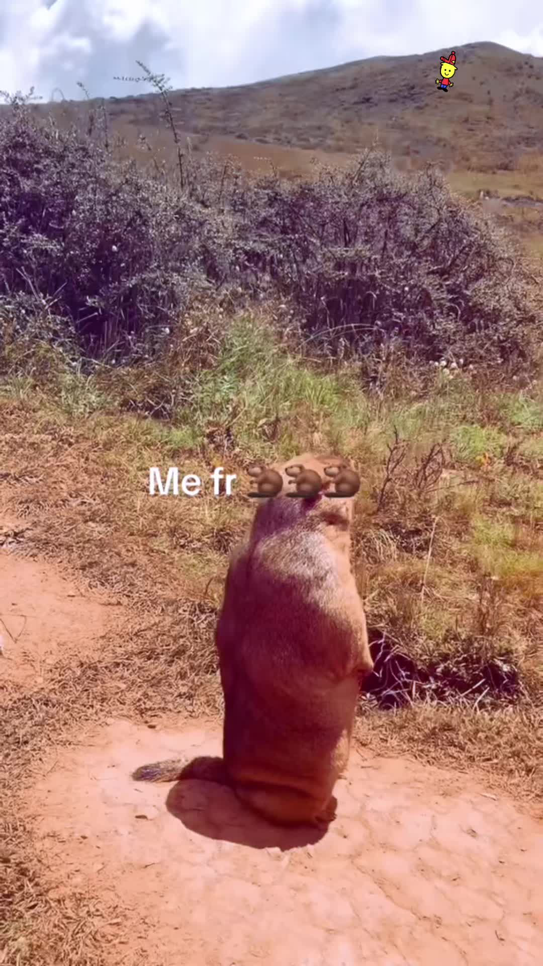 @dailymarmot00