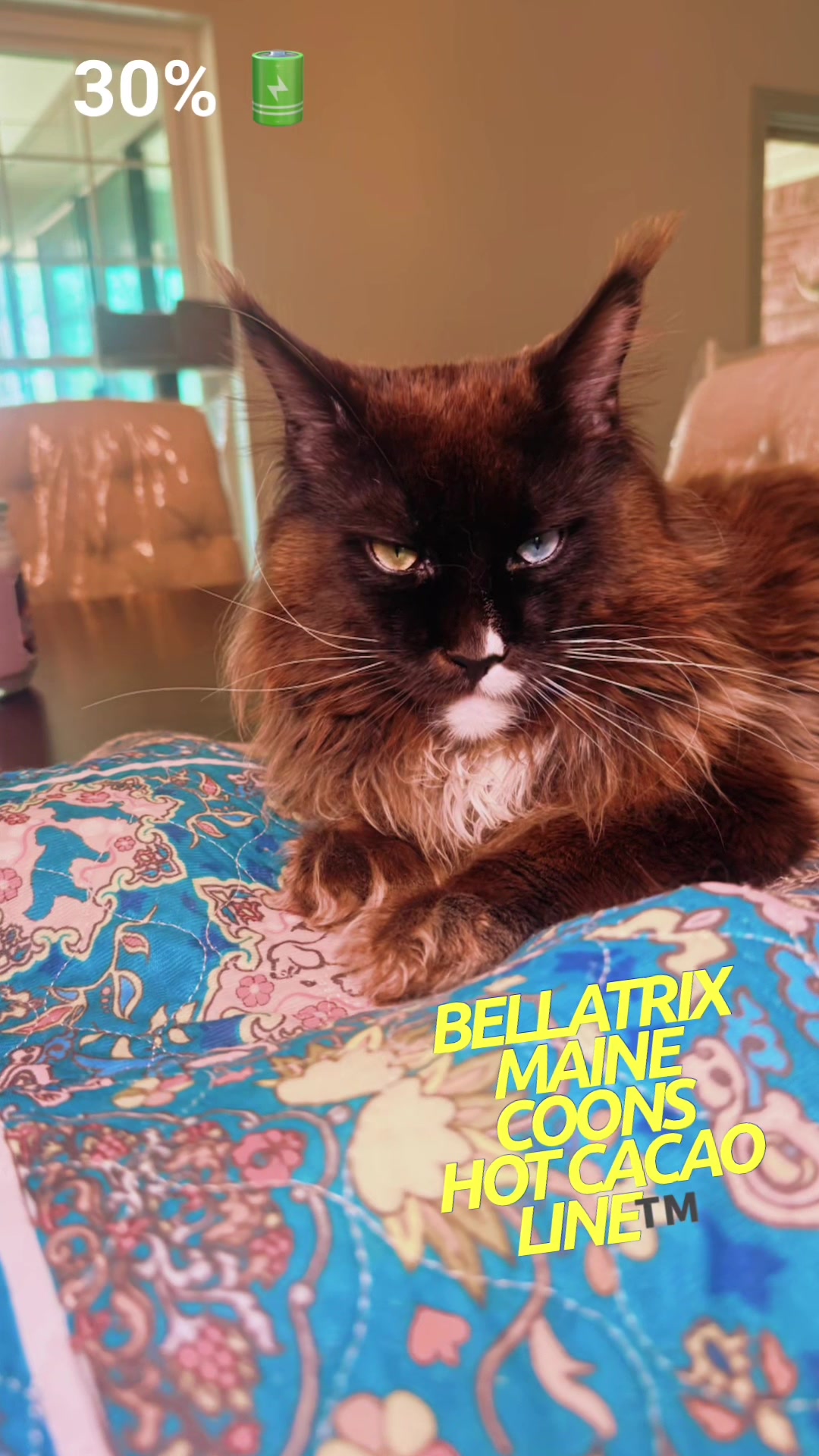 @Bellatrix Maine Coon Cattery