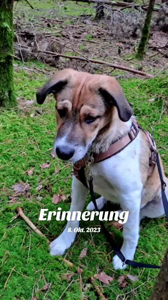 @Mely's Roxy 🐕💔SondelDrache🐉