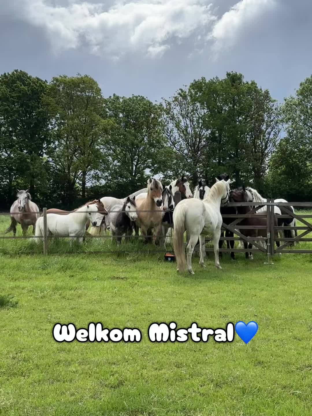 @Syrche Cordewener