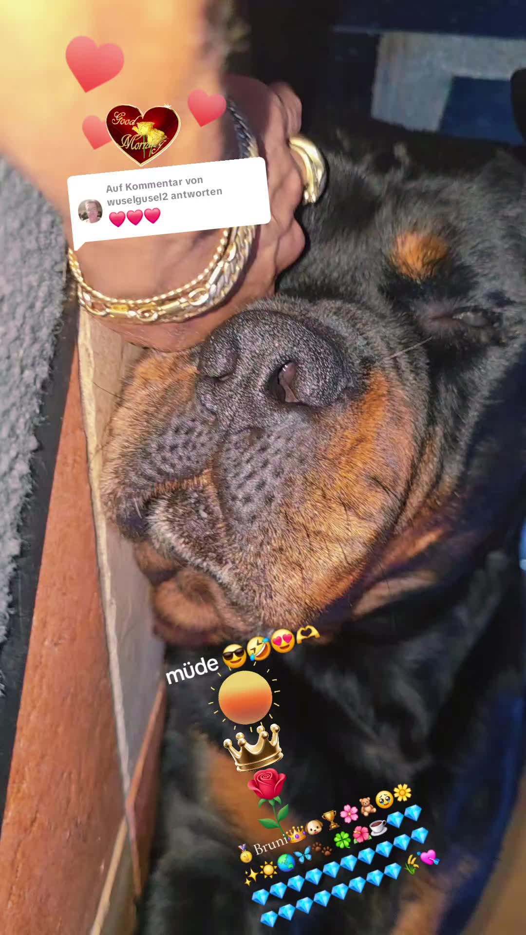 @Rottweiler Bruno