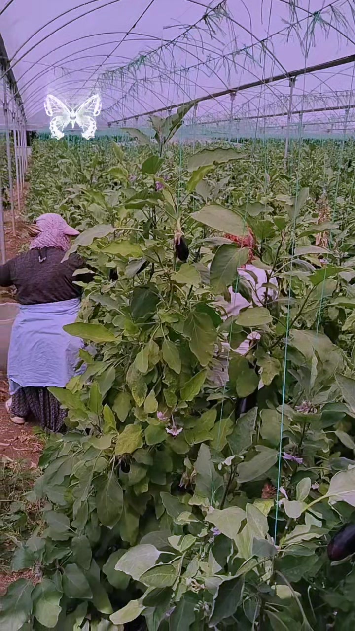 @Ayşe