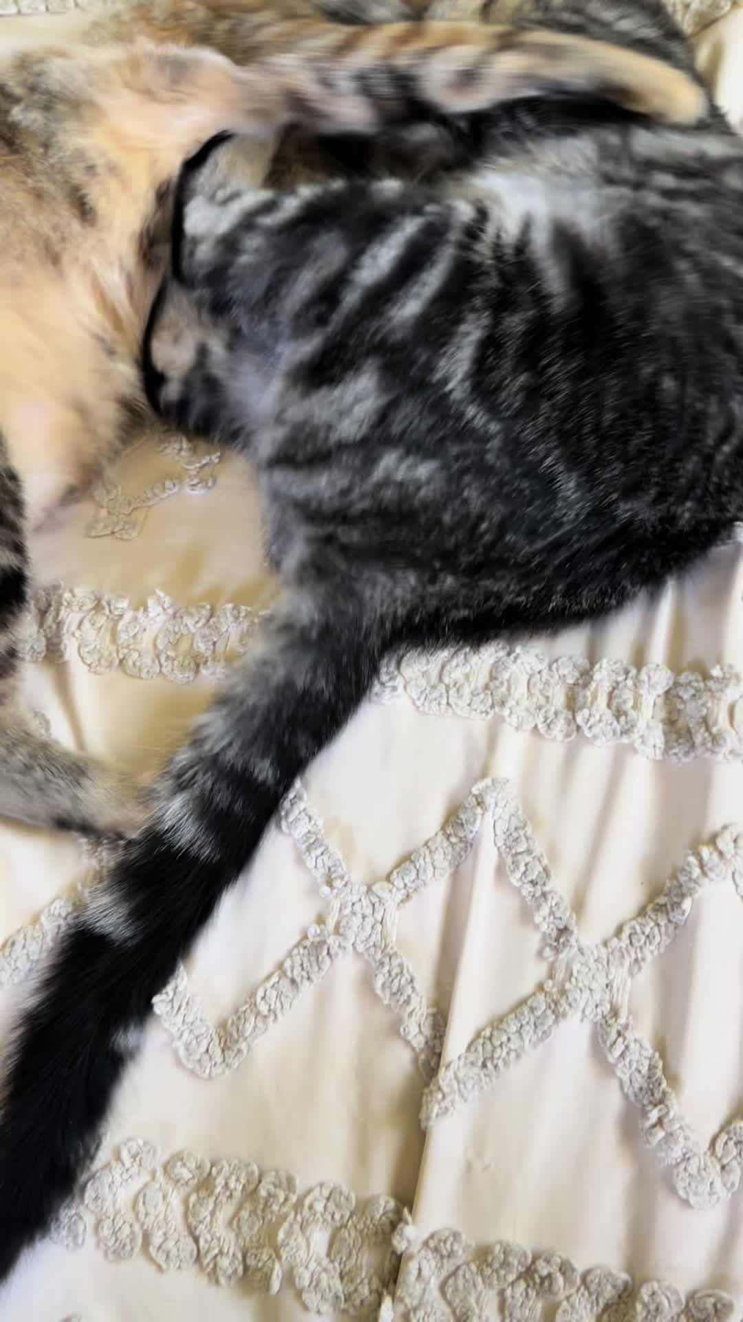 @KrazyKatz