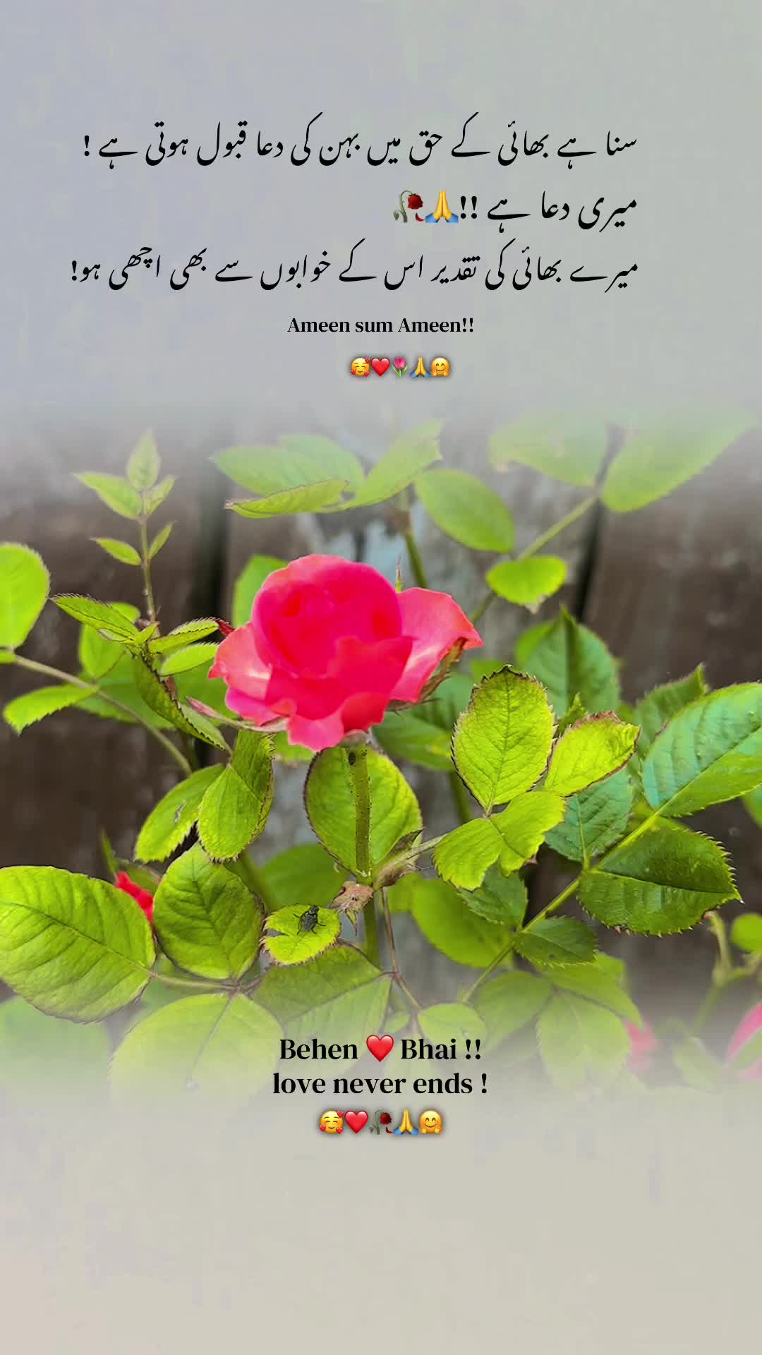 @Bhai Behen Quotes ✍️🥰🙏