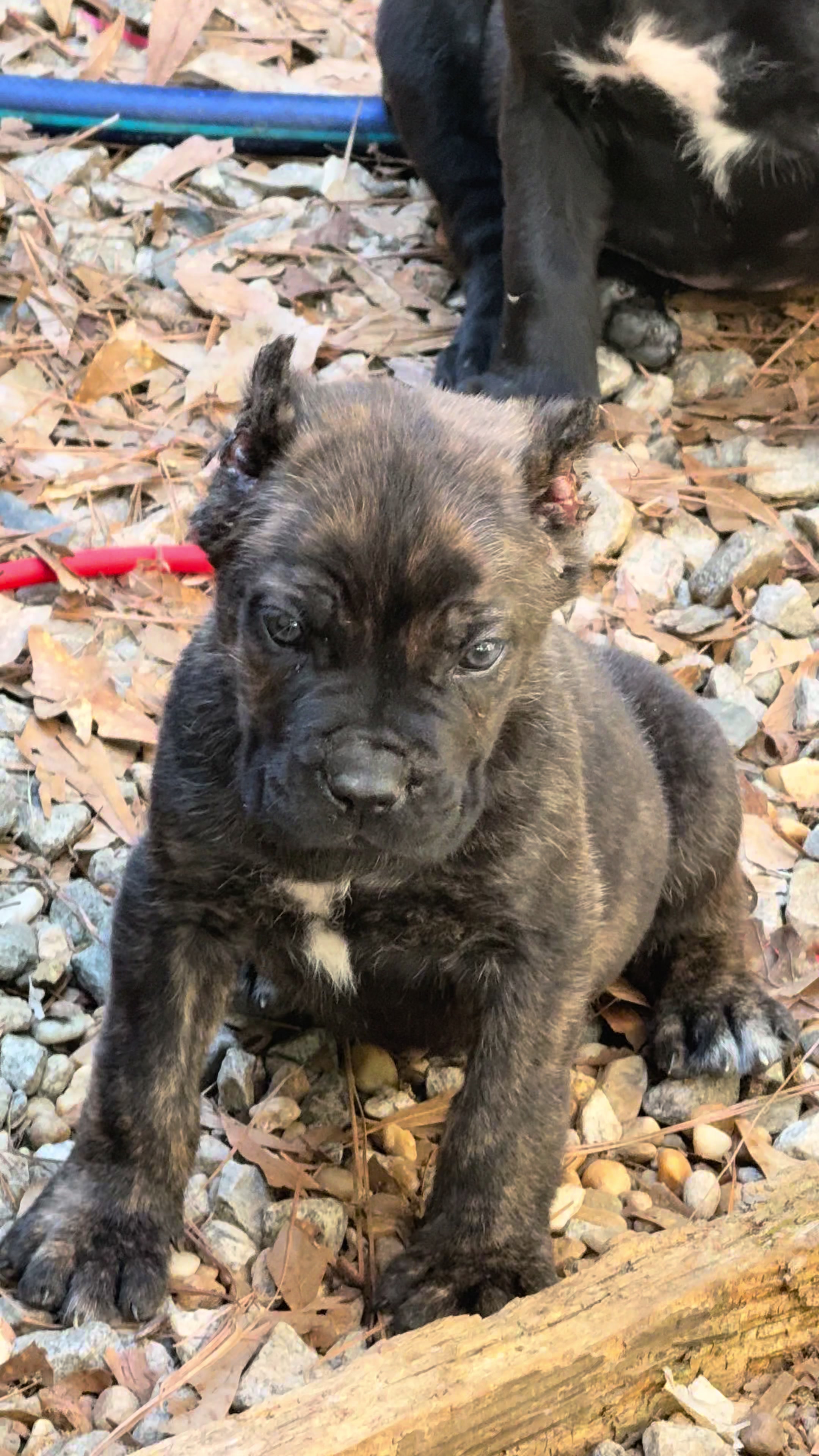 @Alpha Z Kennels