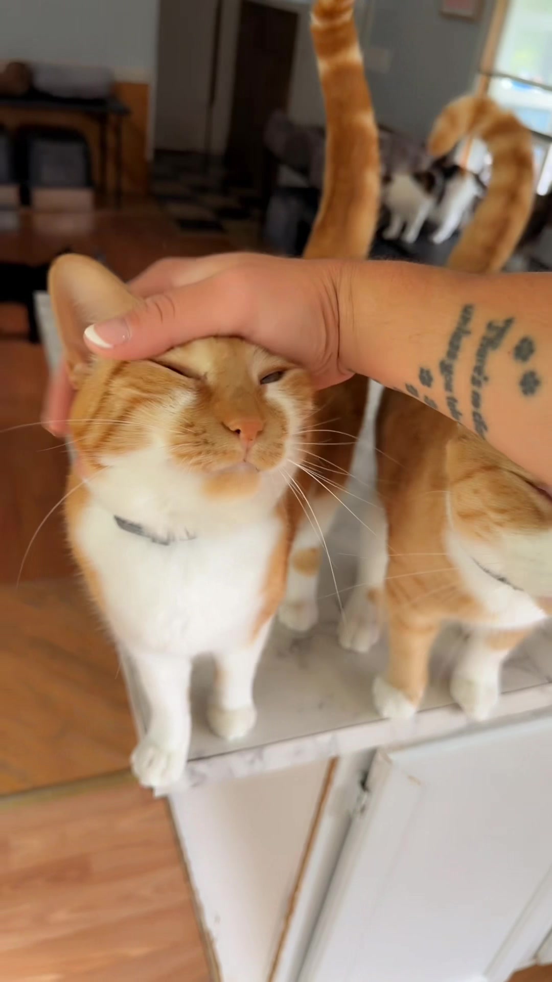 @thatcatladyjen