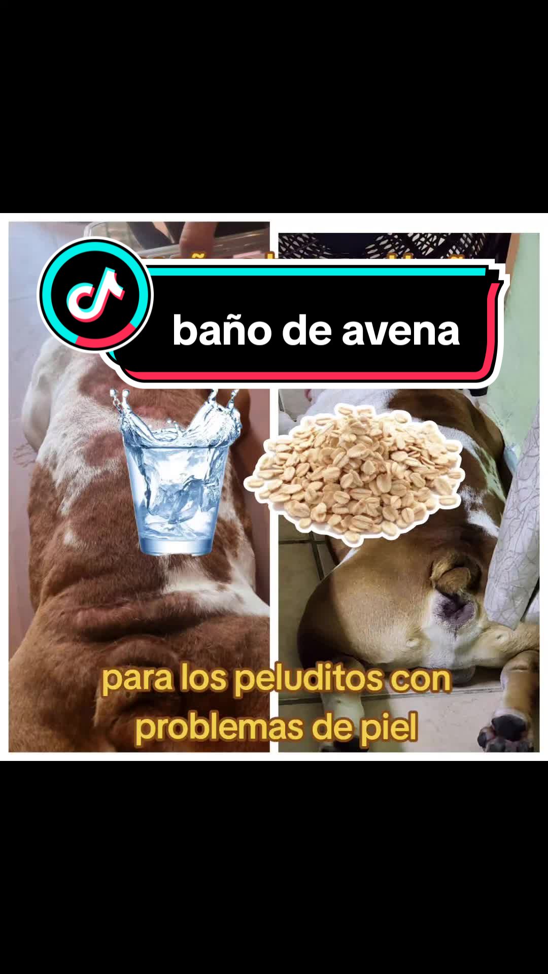 @Forky el Bulldog🐾