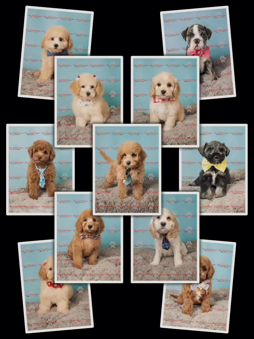 @Silver Nickel Puppies