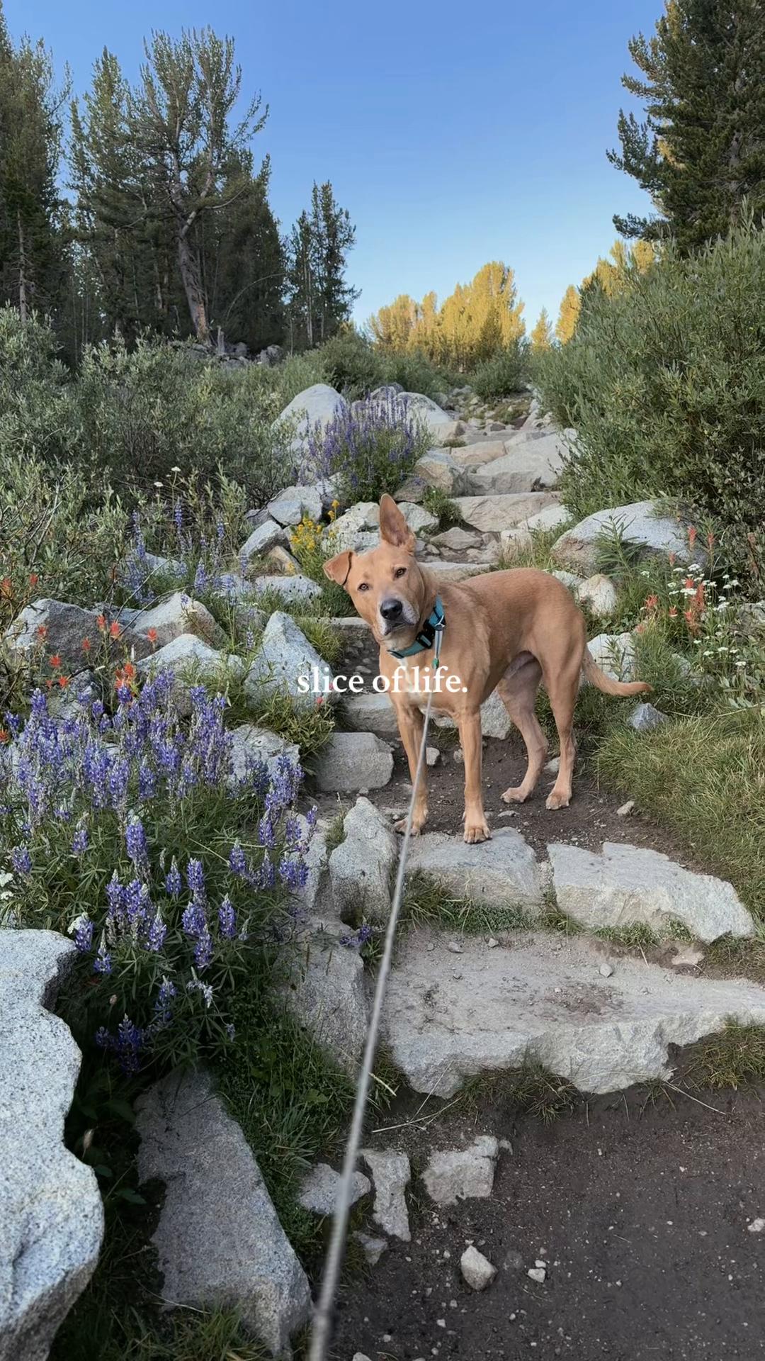 @Adventuresofmaxxandsandie