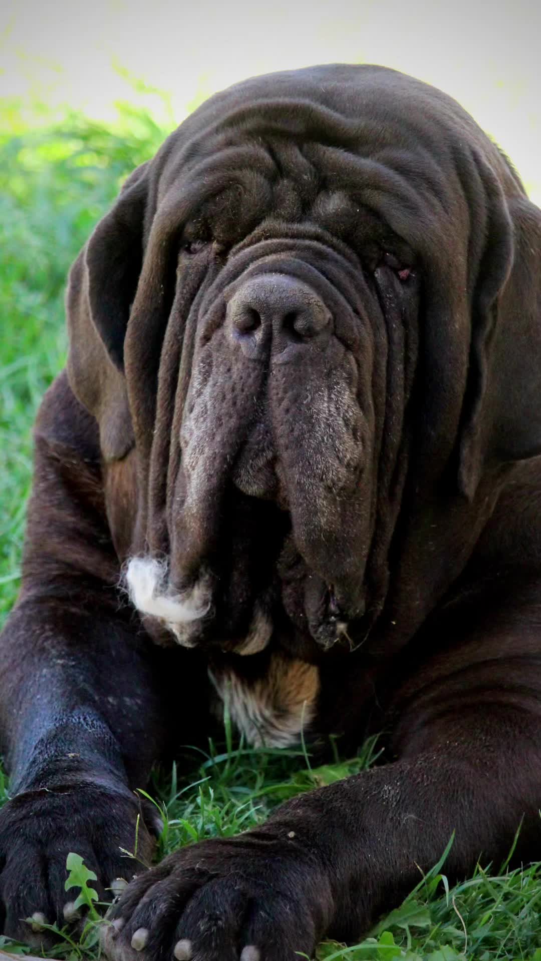 @MastinosDelManicomio