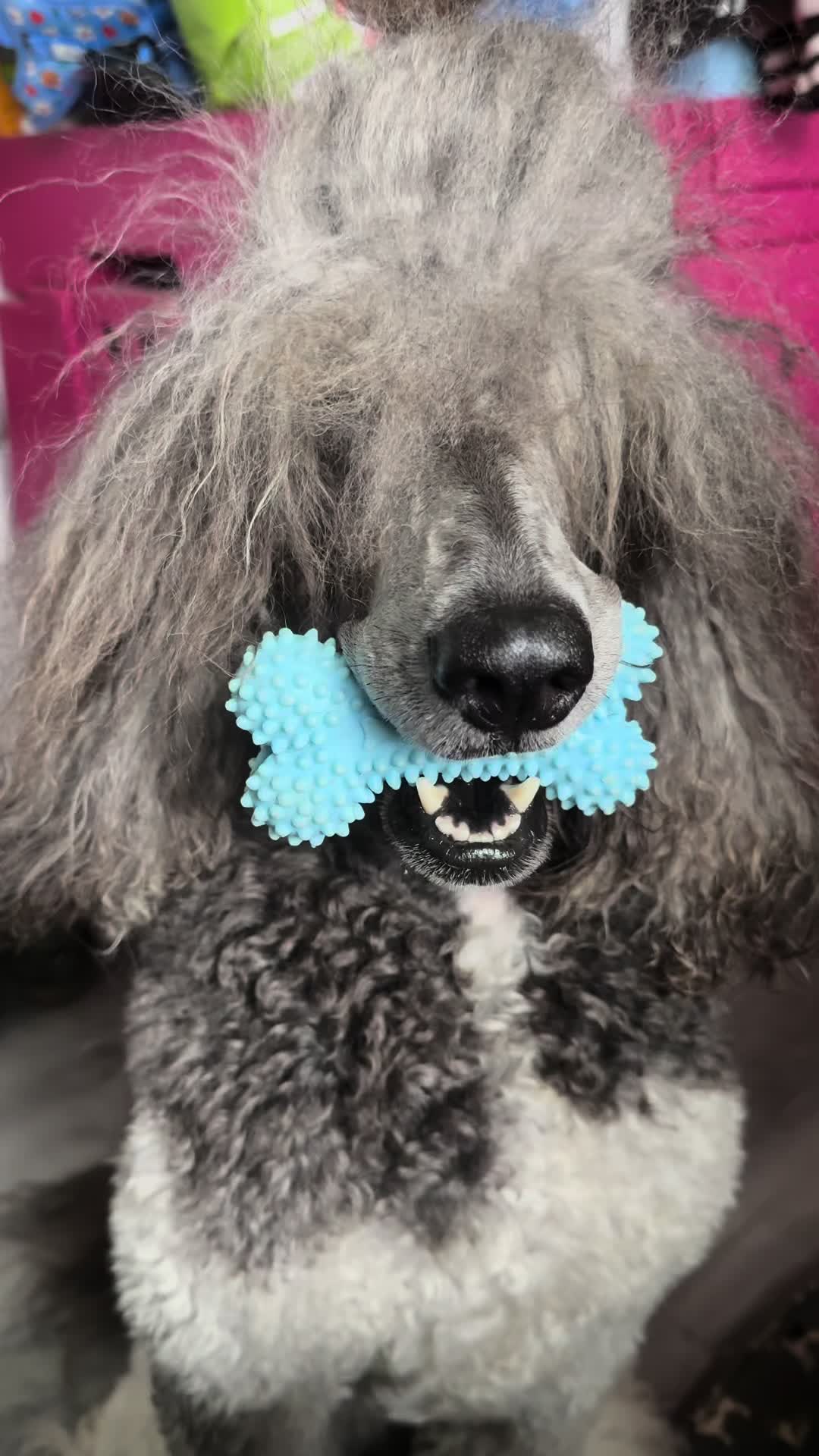 @Luxe The Adventure Poodle