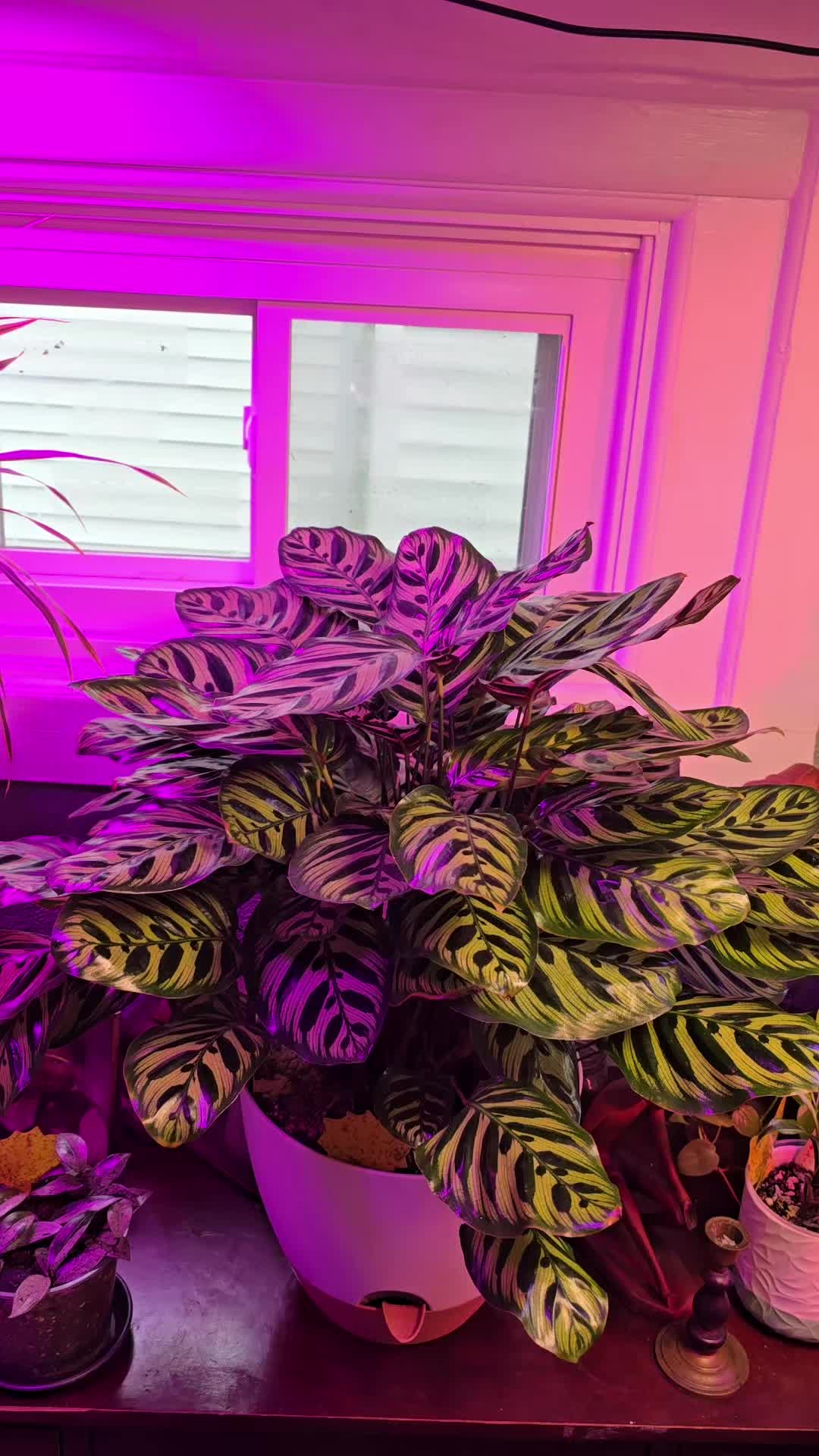 @JT - BigEGOPlants