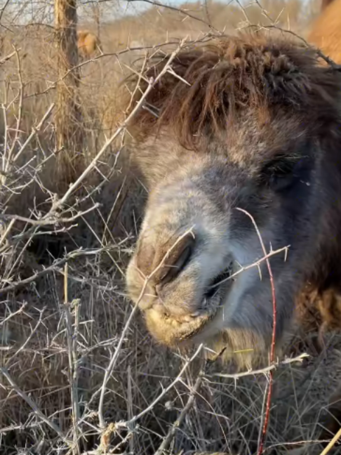 @Gislason Camel