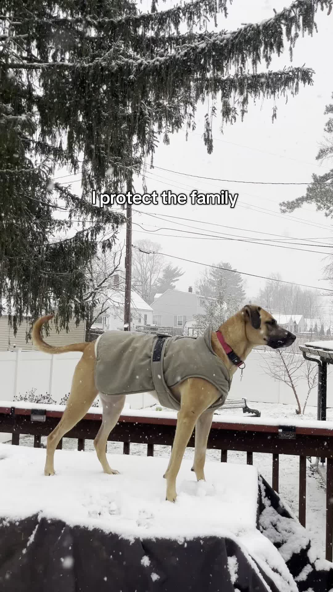 @Maggiemaytheshepherd