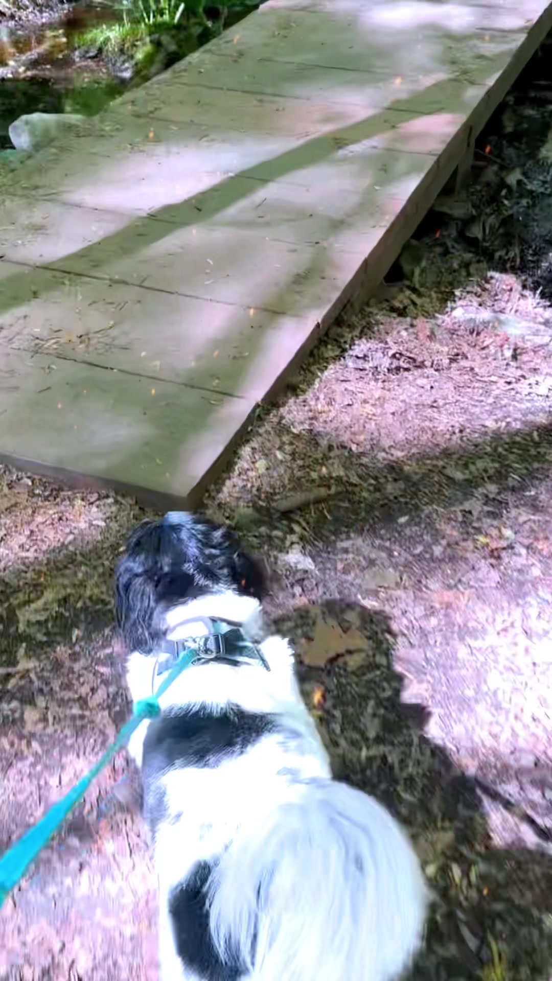 @PawsOnTrailsCT