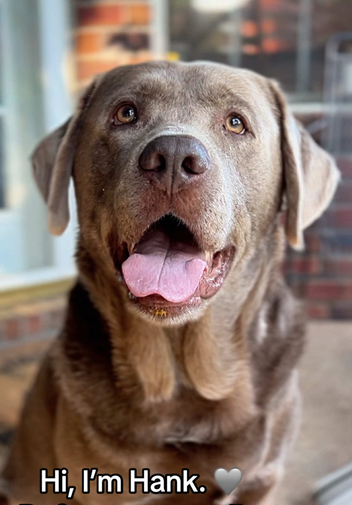 @Hank the Tank | Silver Lab 🩶