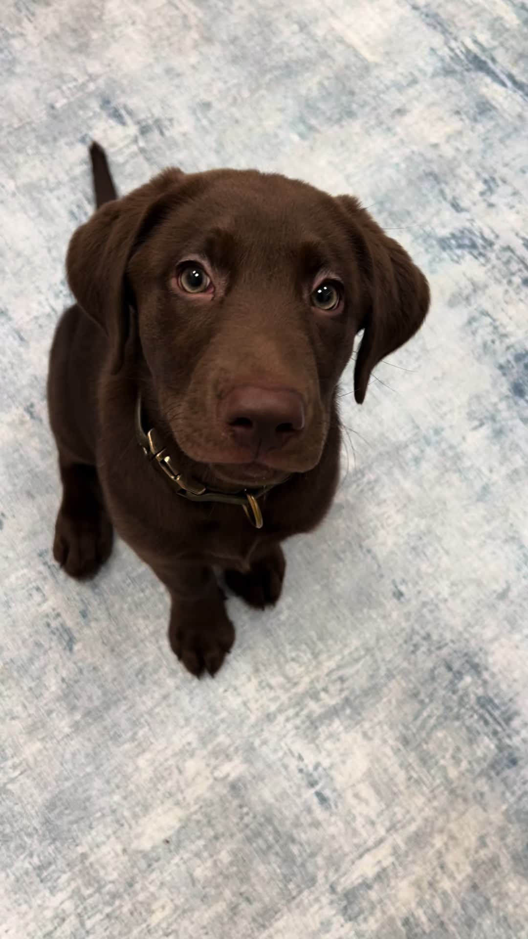 @Apollo the Choc Lab 🤎