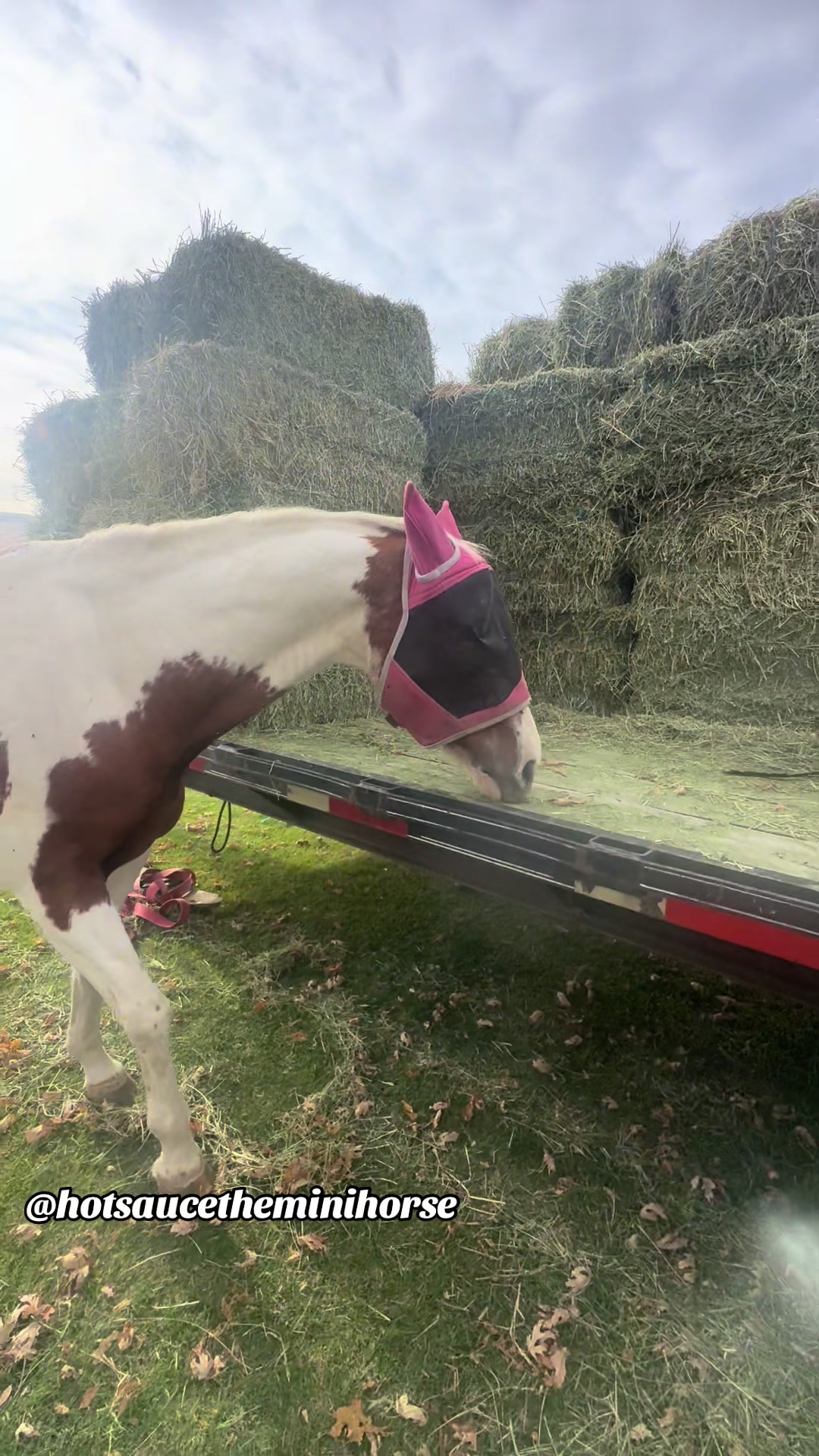 @Hot Sauce the Mini horse 🐎