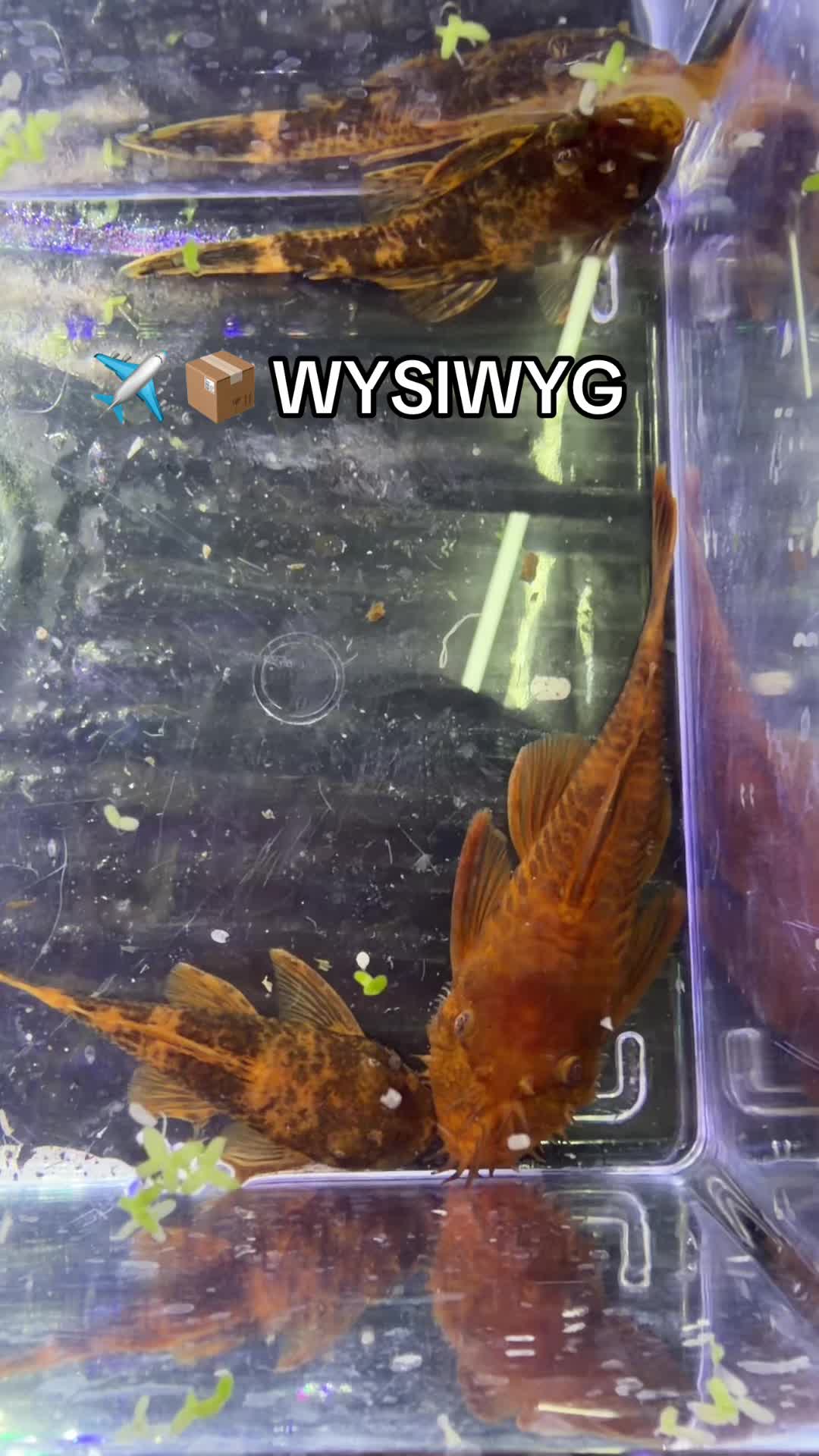 @Orange Aquatics 🐟