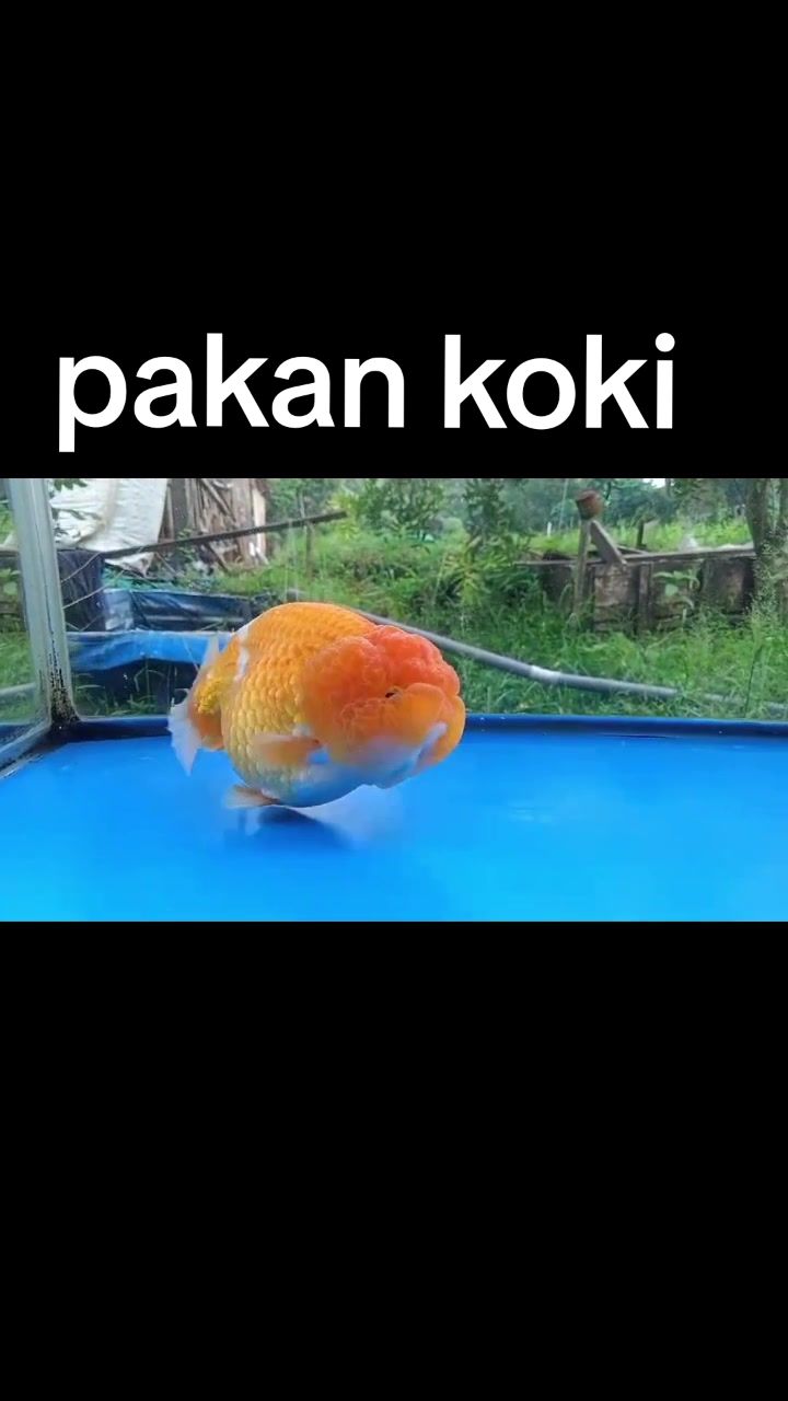 @Teras Aji Goldfish