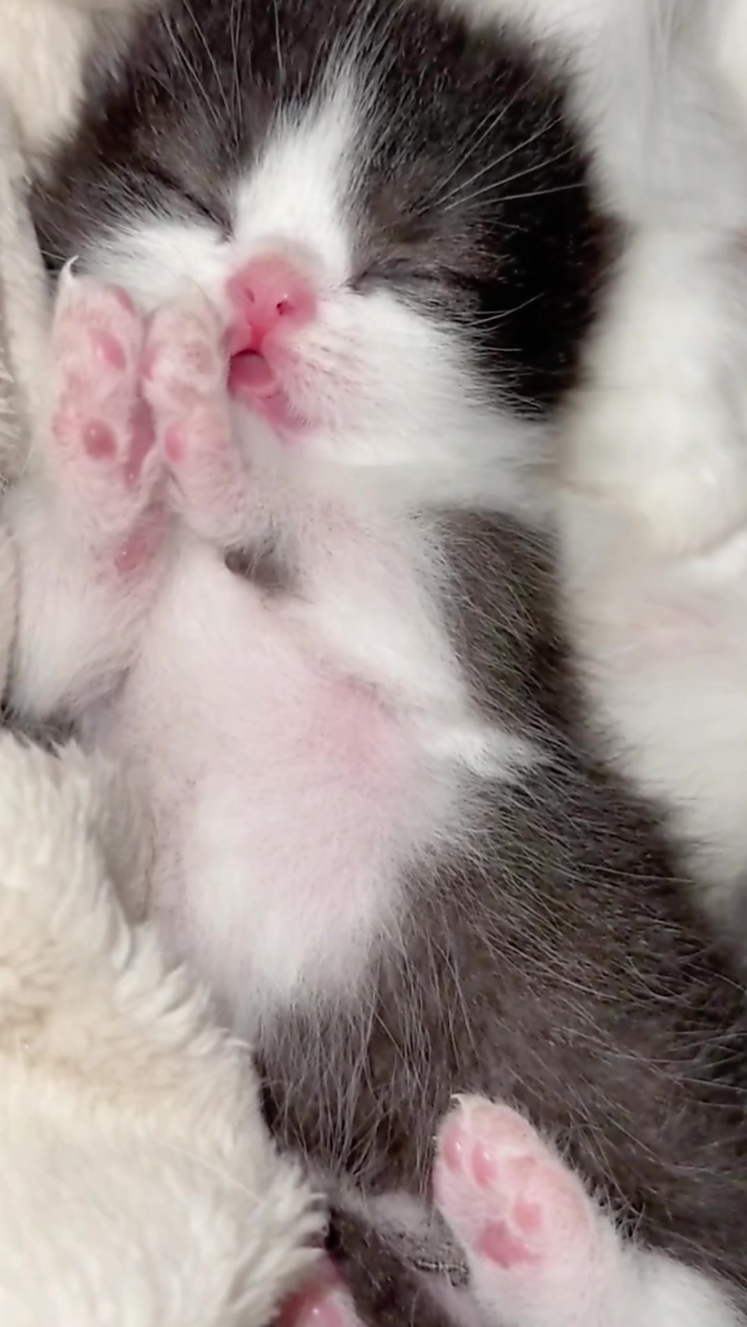 @catbosssss