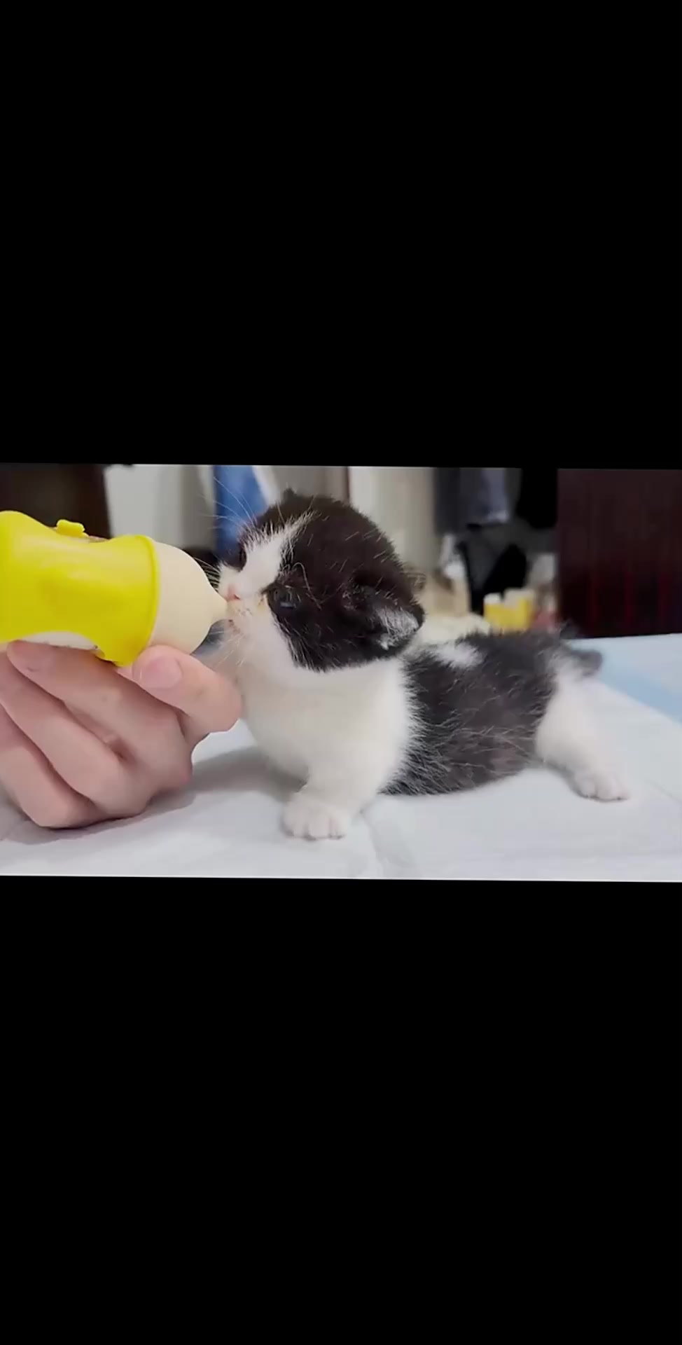 @catbosssss