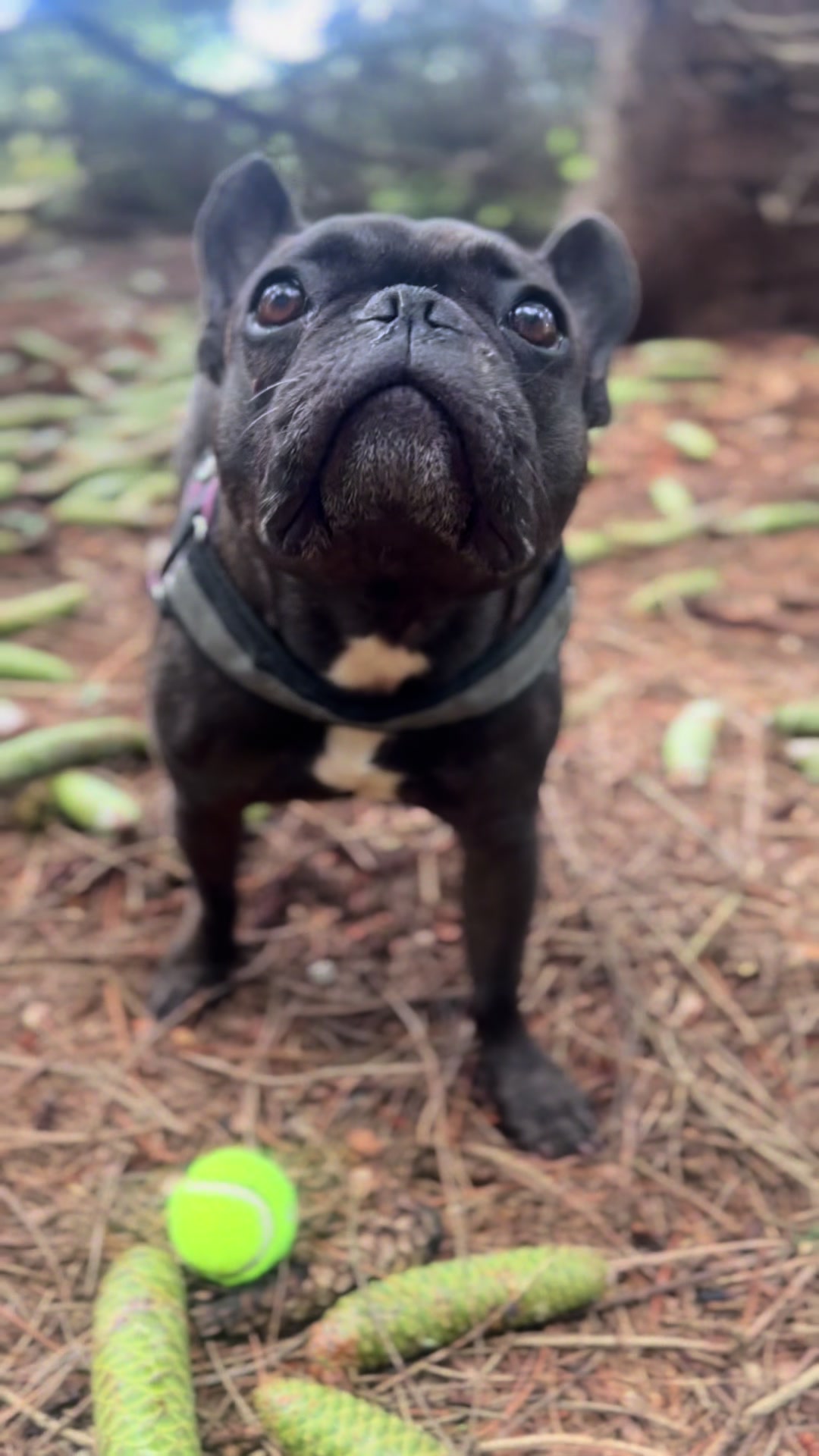 @Lucy the Frenchie