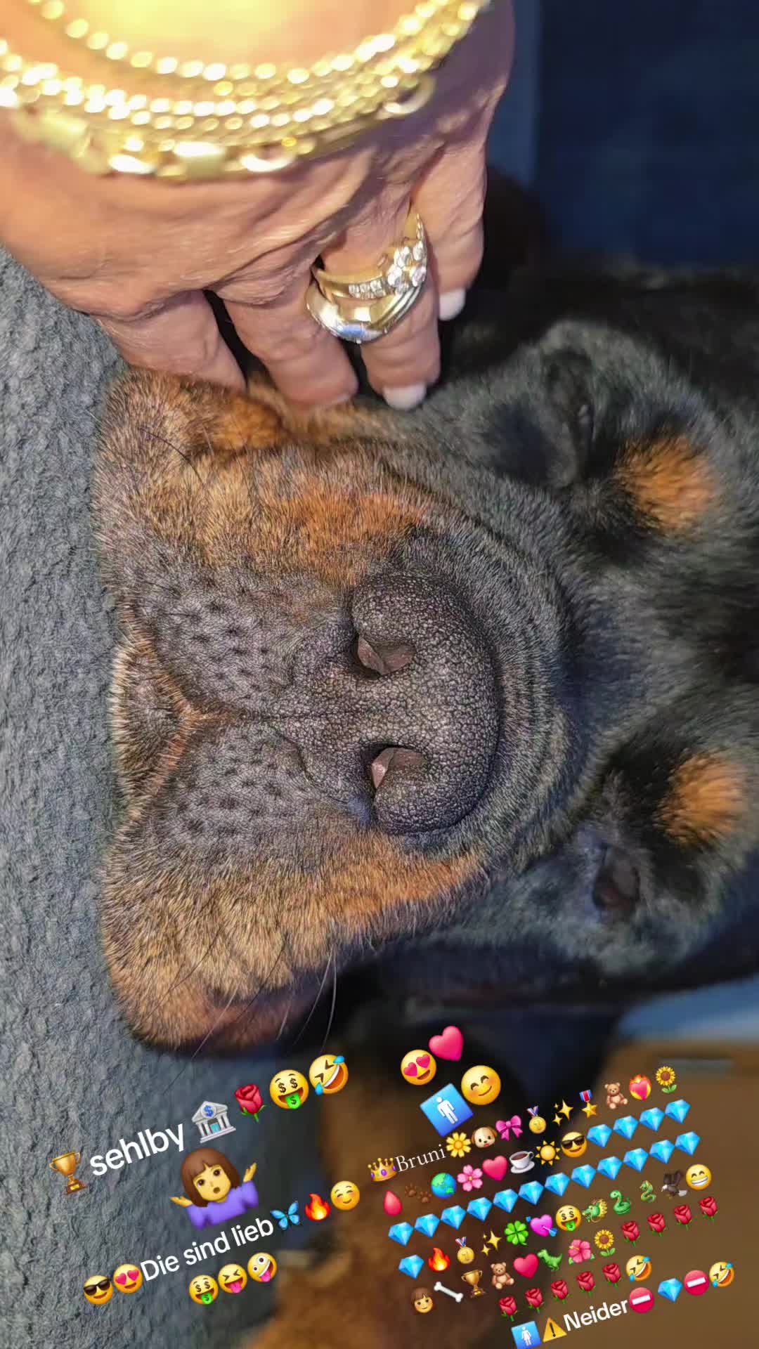 @Rottweiler Bruno