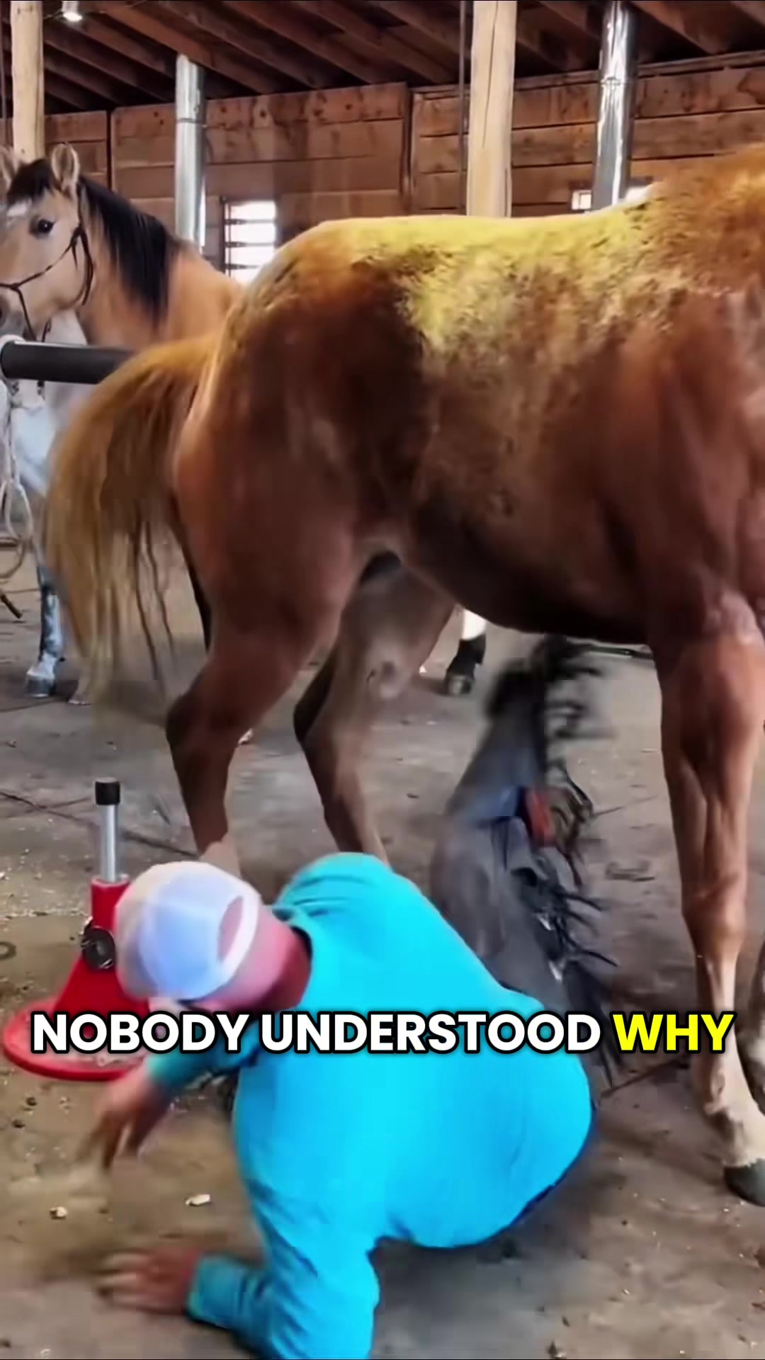 @HorseMaster