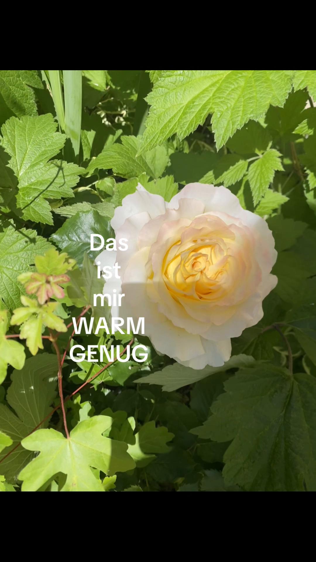@𝐏‘🌷