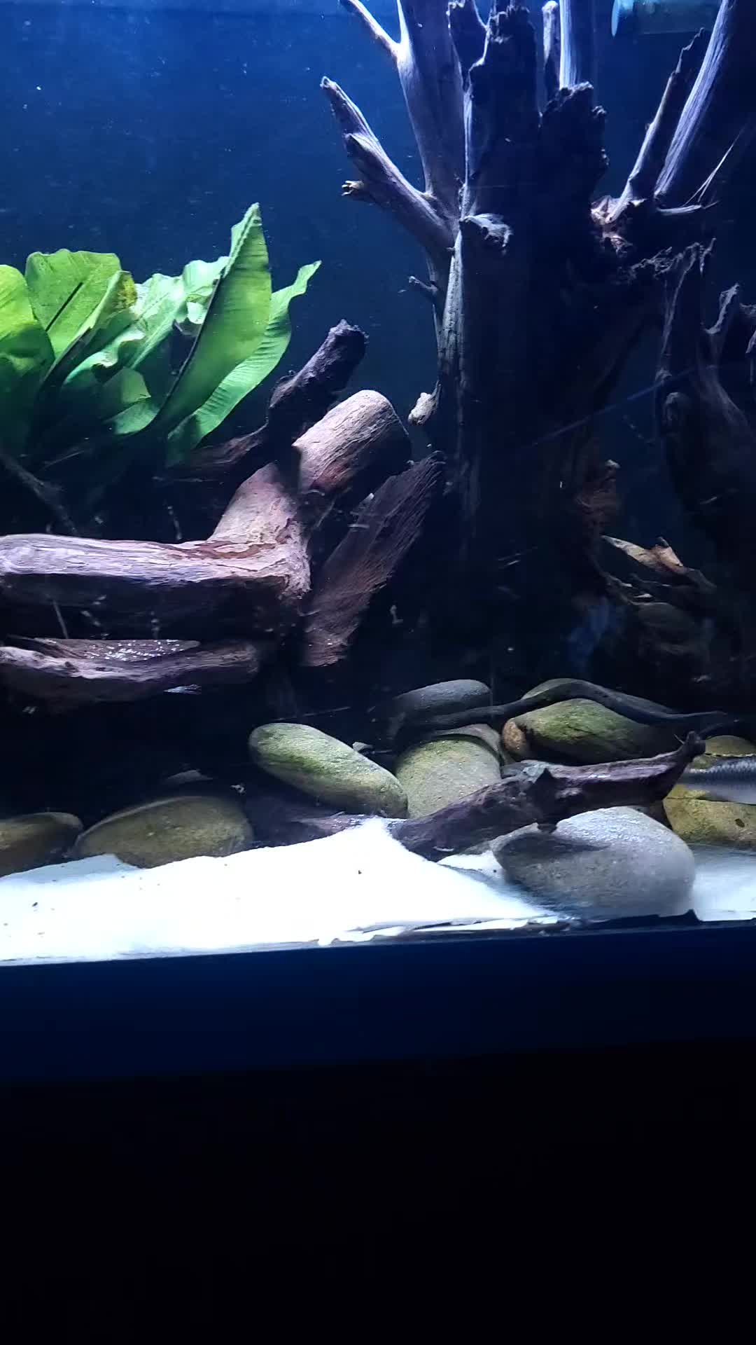 @Dave's Aquatics