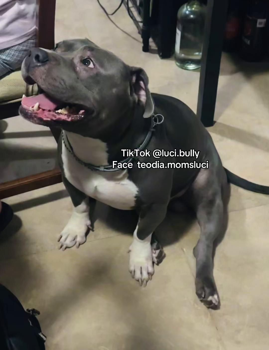 @luci.bully