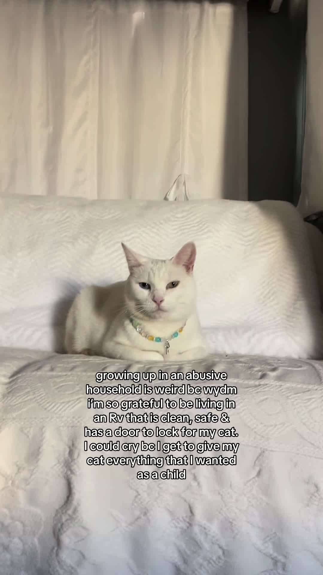 @chicken the white cat