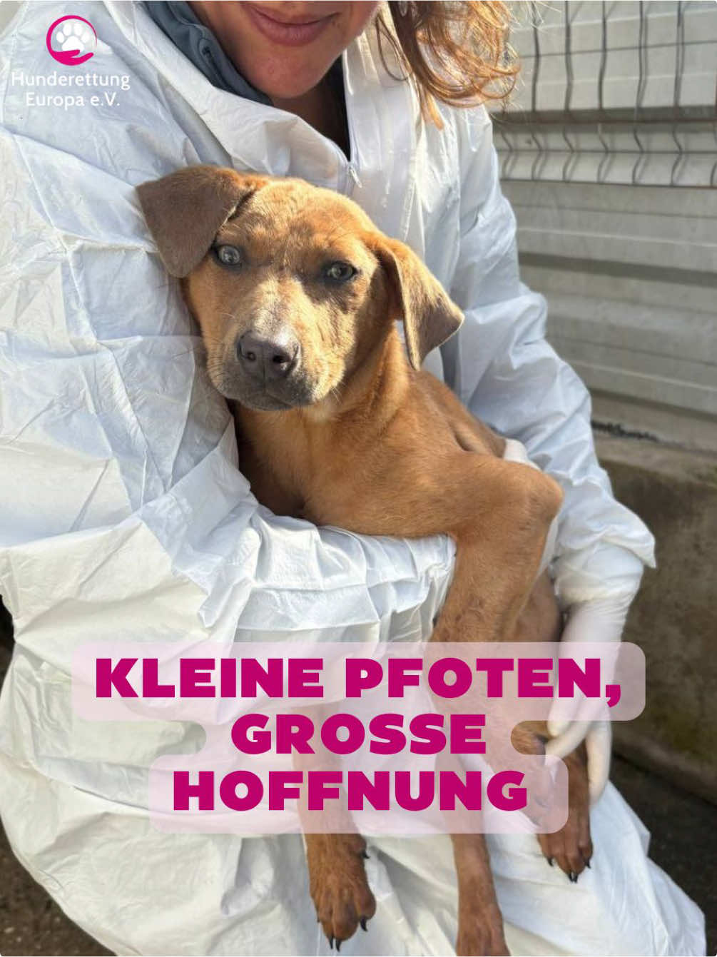 @Hunderettung Europa