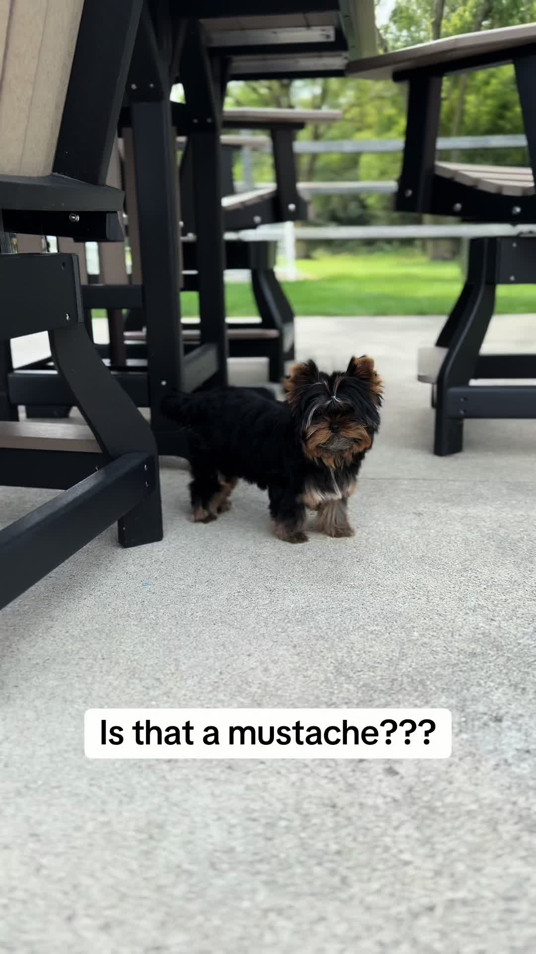 @Kimbrays Yorkies