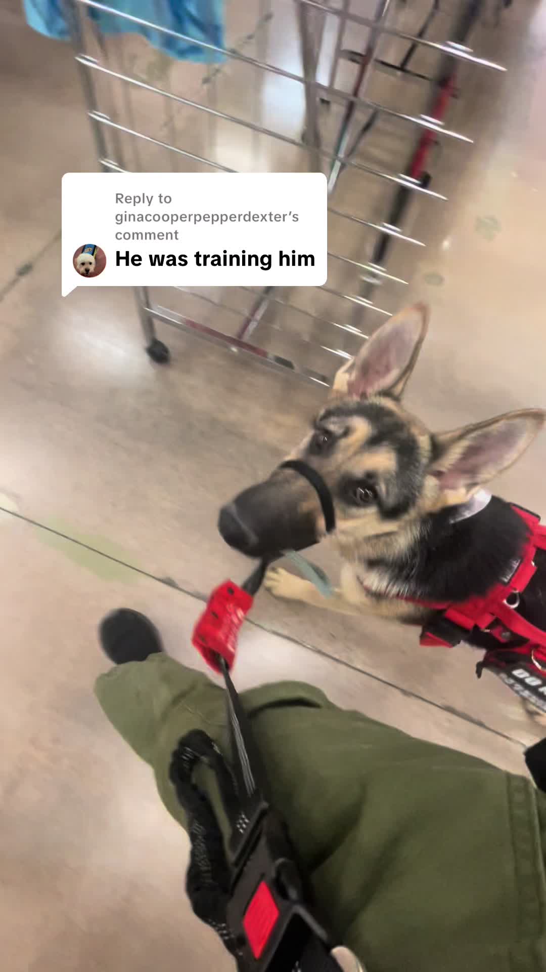 @duchesstheworkingdog