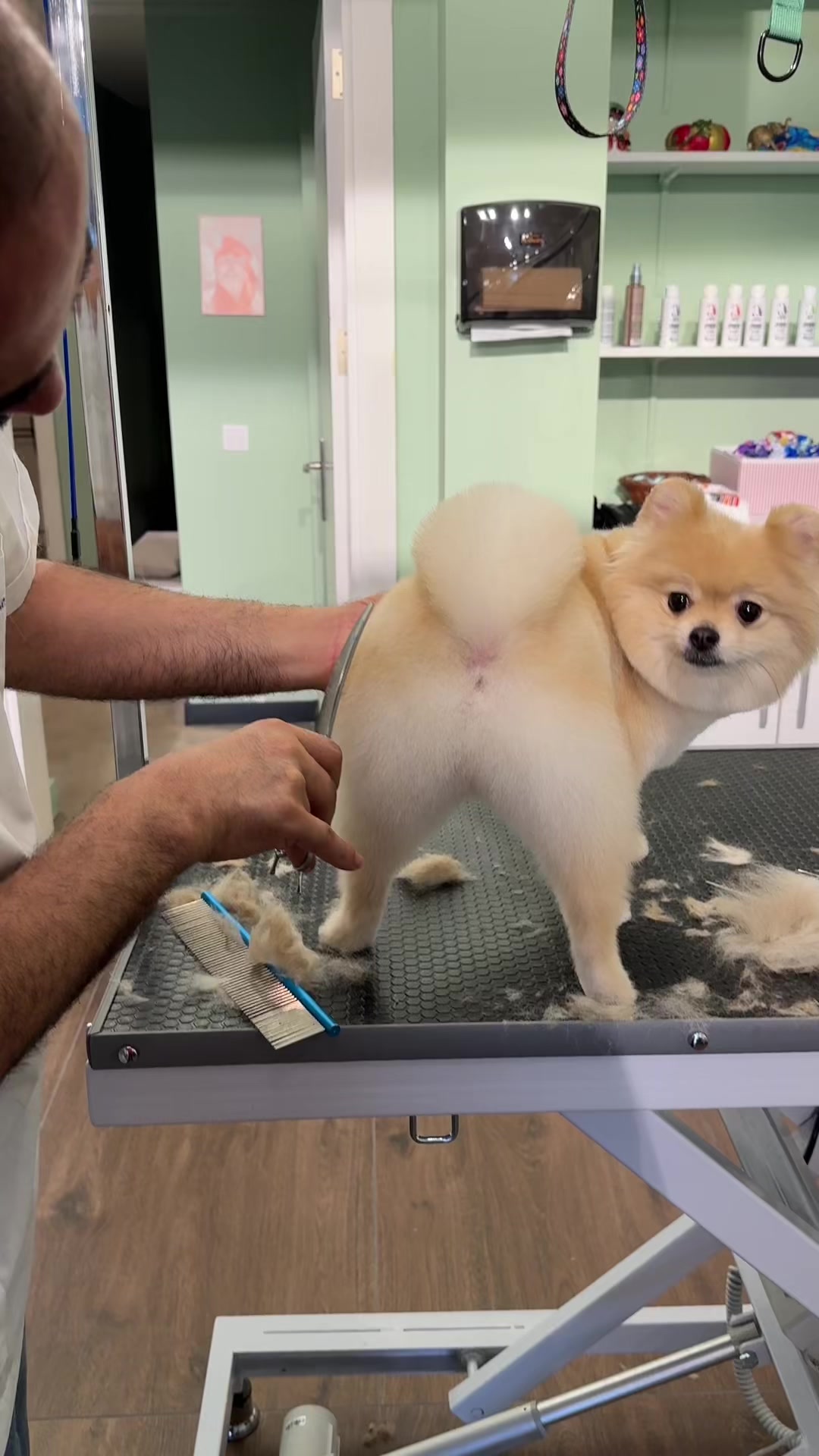 @@petstylistt